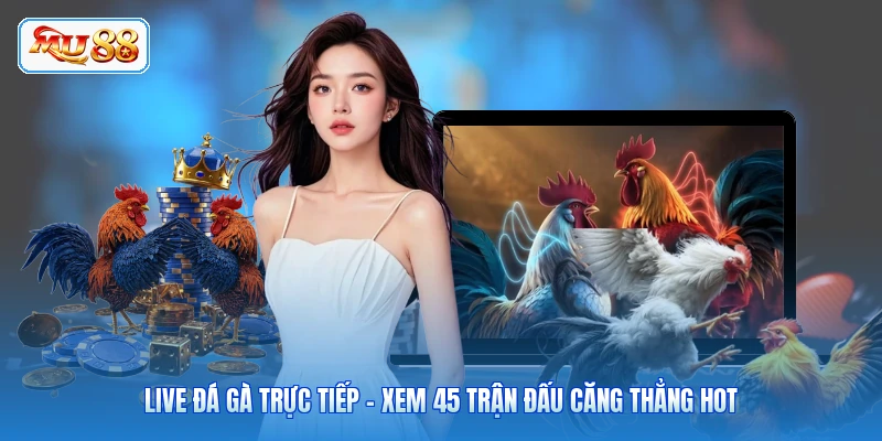 Live Đá Gà Trực Tiếp - Xem 45 Trận Đấu Căng Thẳng Hot
