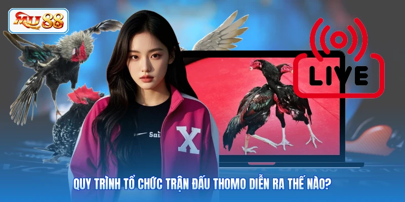 Quy trình tổ chức trận đấu Thomo diễn ra thế nào?